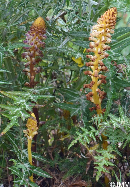 Orobanche minor