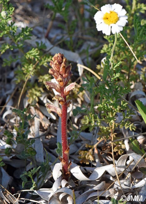 Orobanche minor