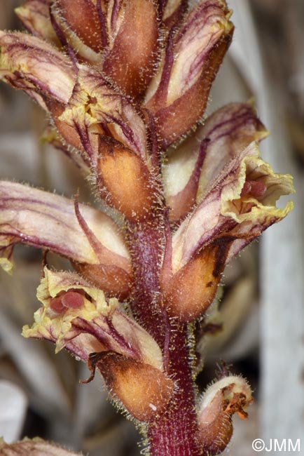 Orobanche minor