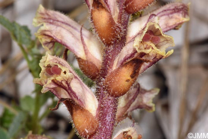 Orobanche minor