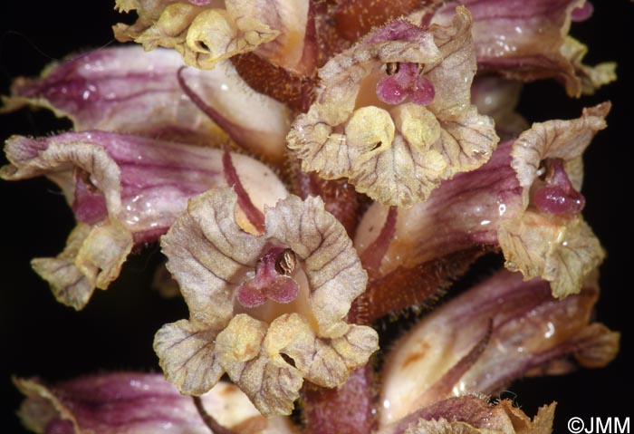 Orobanche minor