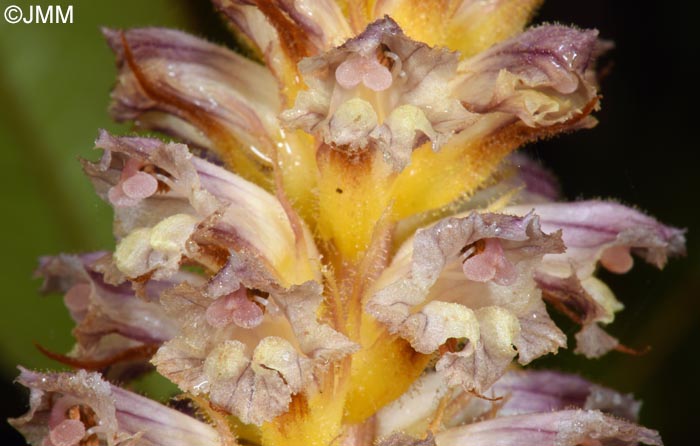 Orobanche minor