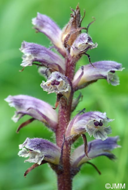 Orobanche minor