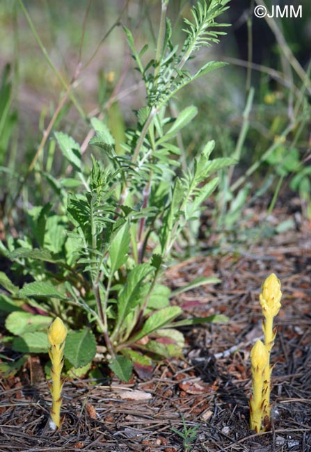 Orobanche minor var. concolor