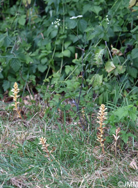 Orobanche minor var. concolor