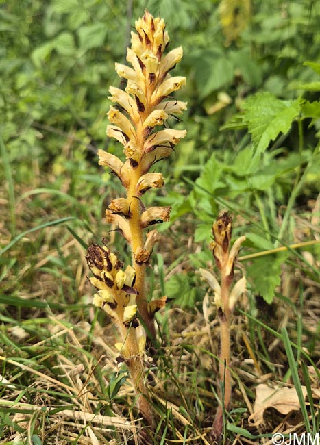 Orobanche minor var. concolor