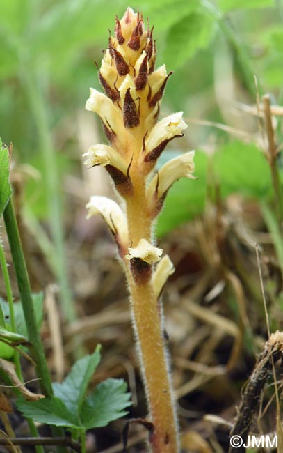 Orobanche minor var. concolor