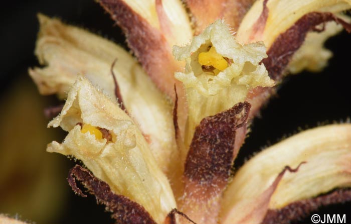 Orobanche minor var. concolor