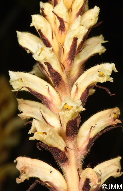 Orobanche minor var. concolor