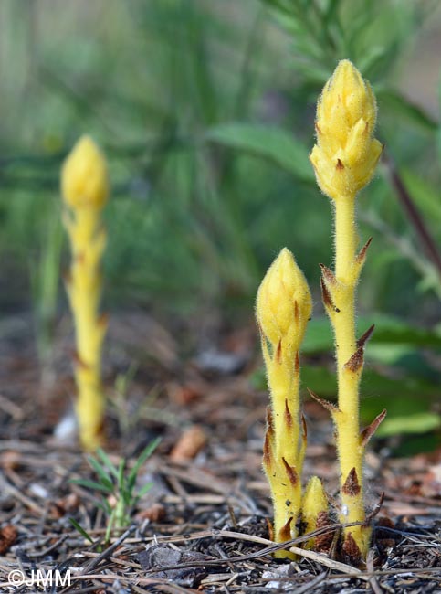 Orobanche minor var. concolor