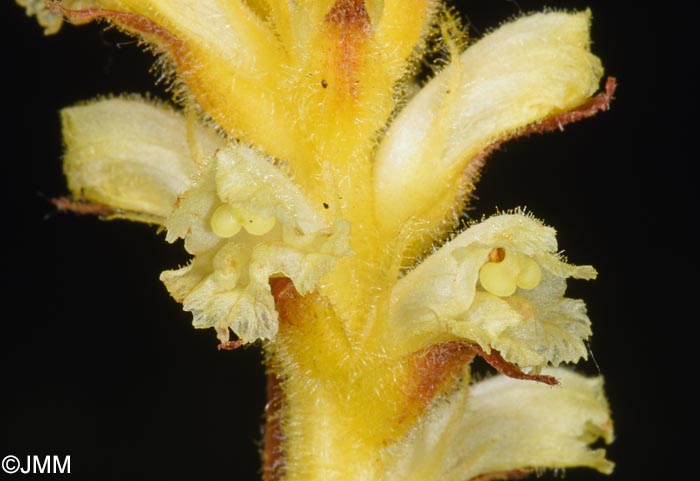 Orobanche minor var. concolor