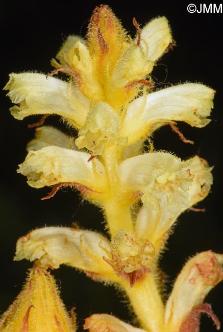 Orobanche minor var. concolor