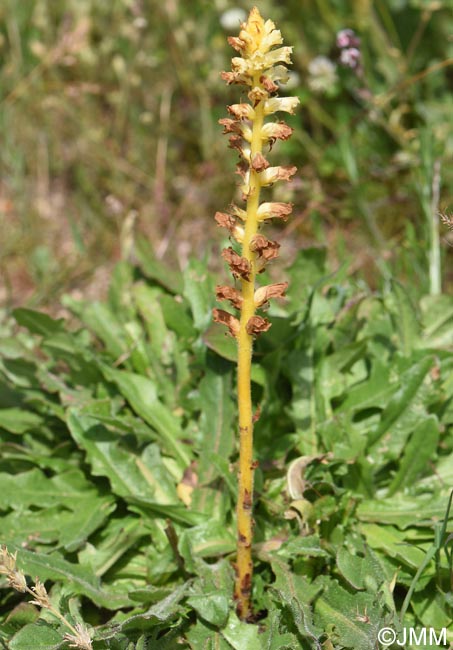 Orobanche minor var. concolor