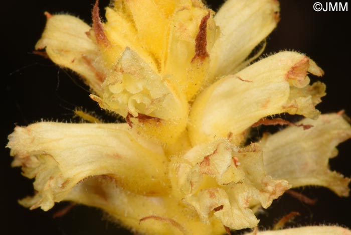 Orobanche minor var. concolor