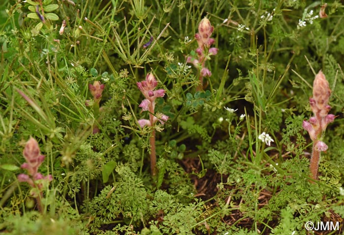 Orobanche pubescens = Orobanche versicolor