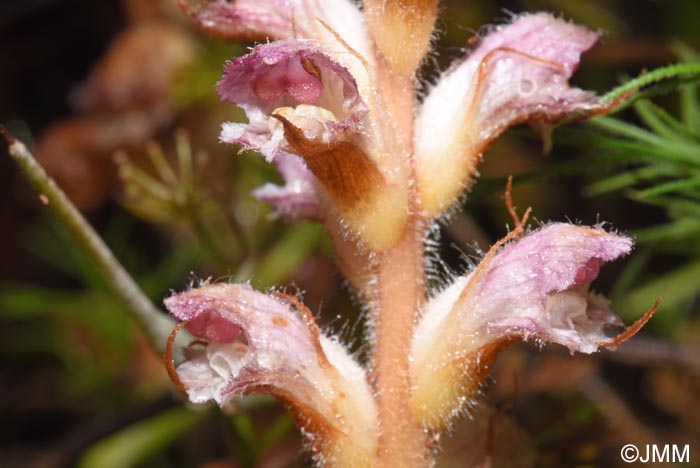 Orobanche pubescens = Orobanche versicolor