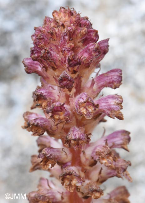Orobanche pubescens