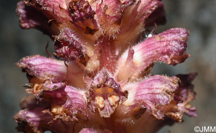 Orobanche pubescens