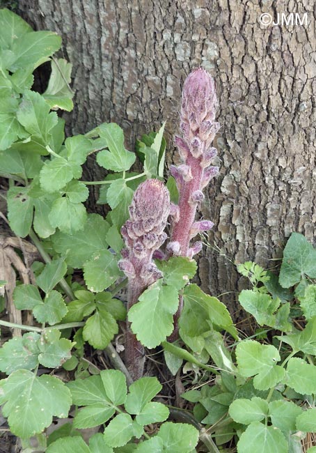 Orobanche pubescens