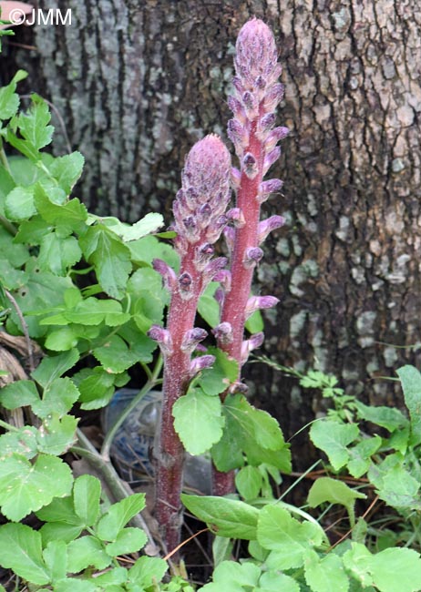 Orobanche pubescens