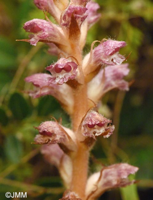 Orobanche pubescens = Orobanche versicolor