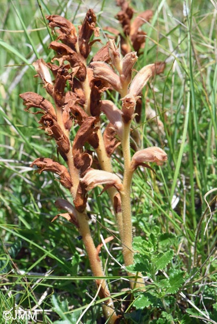 Orobanche teucrii