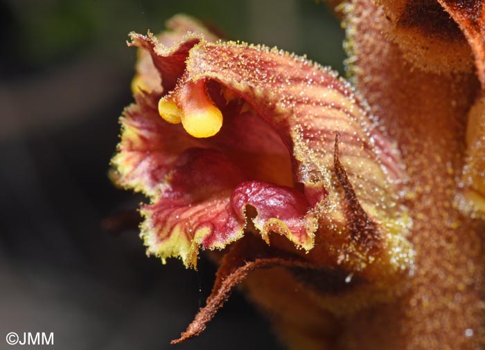 Orobanche variegata