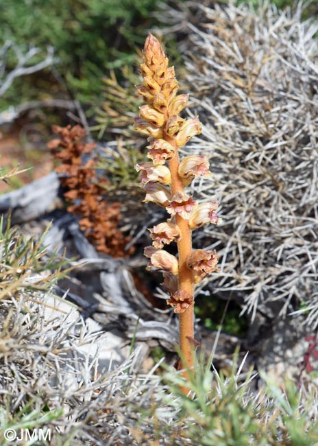 Orobanche variegata