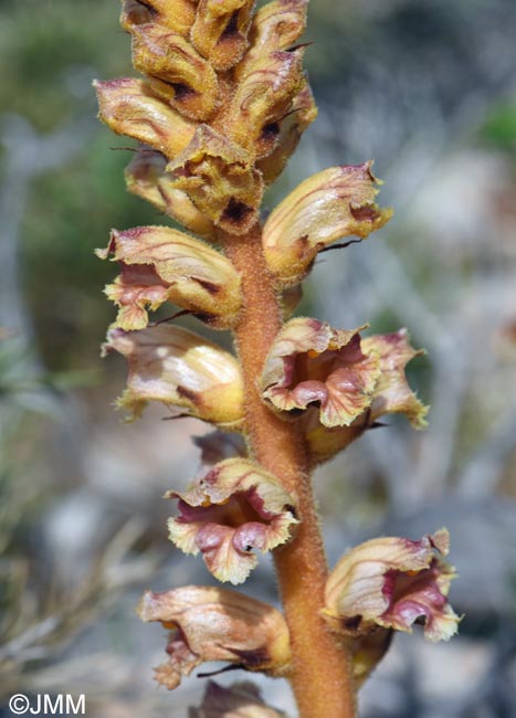 Orobanche variegata