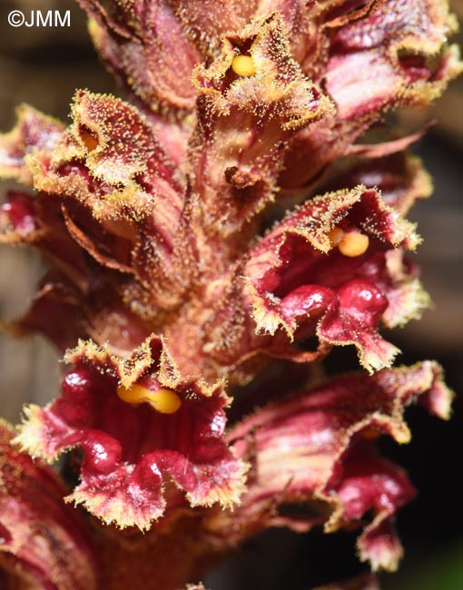 Orobanche variegata