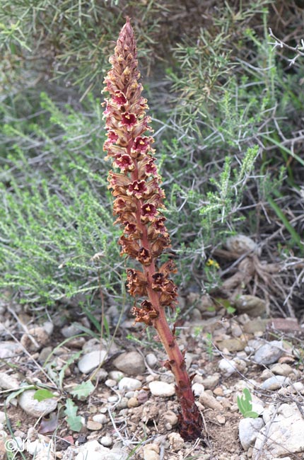 Orobanche variegata