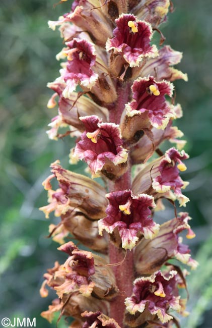 Orobanche variegata