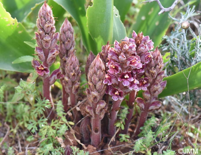 Orobanche variegata
