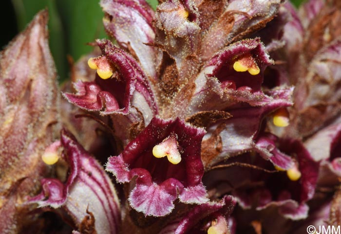 Orobanche variegata