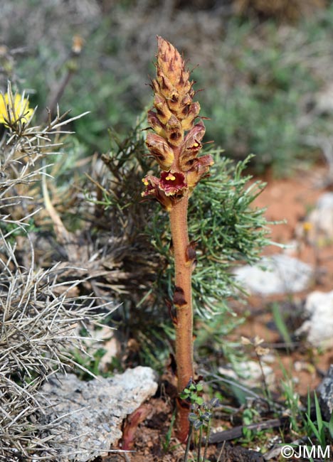 Orobanche variegata