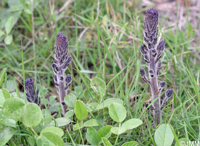 Phelipanche lavandulacea