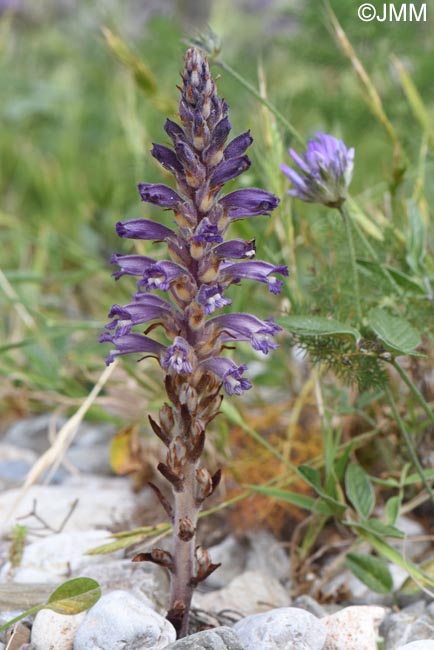 Phelipanche lavandulacea