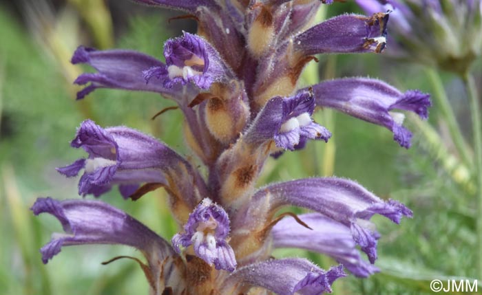 Phelipanche lavandulacea