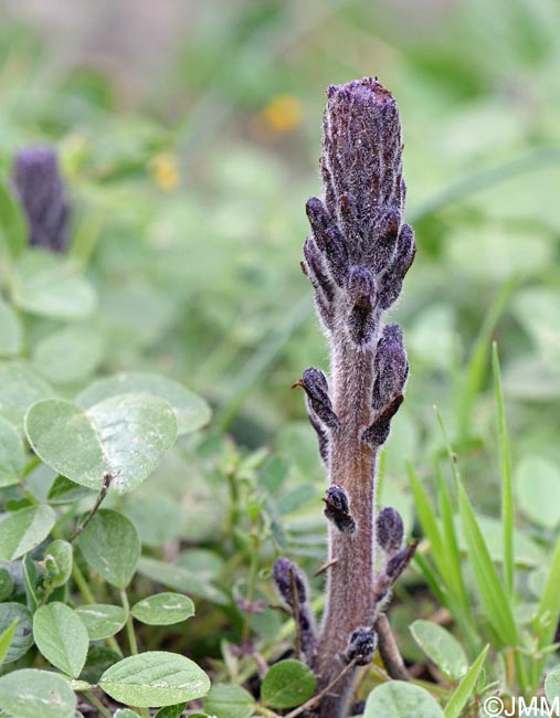 Phelipanche lavandulacea