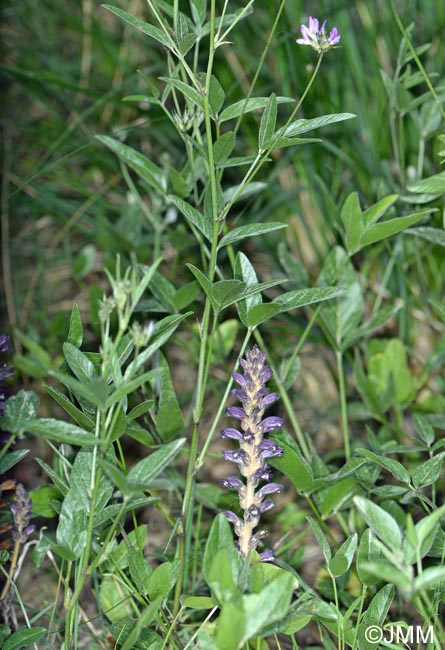 Phelipanche lavandulacea