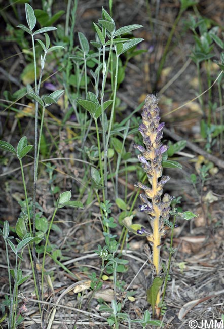 Phelipanche lavandulacea