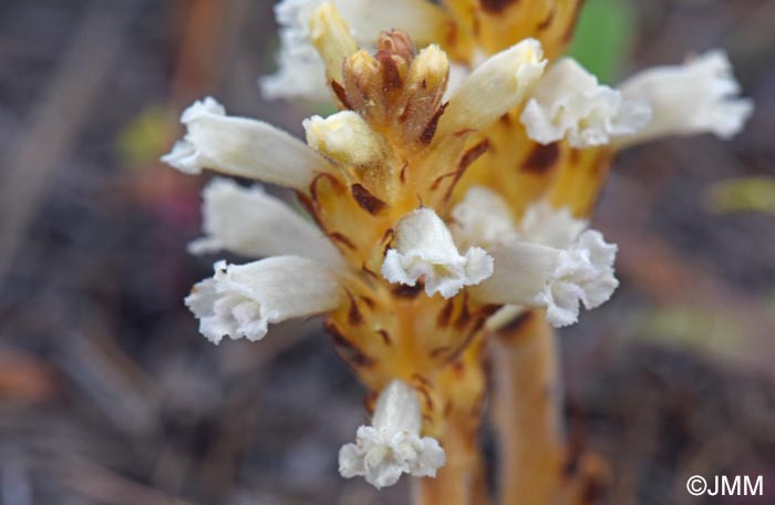 Phelipanche nana