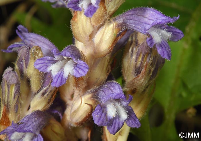 Phelipanche nana = Orobanche nana