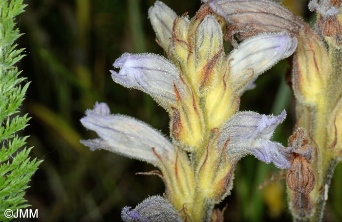 Phelipanche purpurea = Orobanche purpurea = Phelipanche purpurea subsp. purpurea