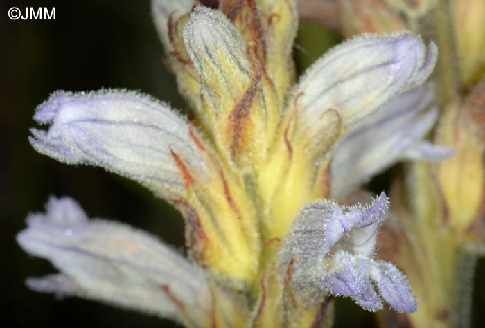 Phelipanche purpurea = Orobanche purpurea = Phelipanche purpurea subsp. purpurea