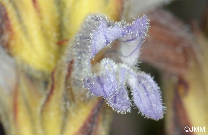 Phelipanche purpurea = Orobanche purpurea = Phelipanche purpurea subsp. purpurea