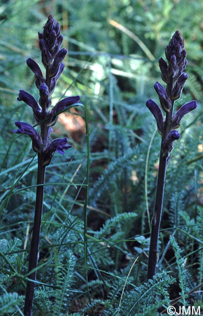 Phelipanche purpurea subsp. millefolii