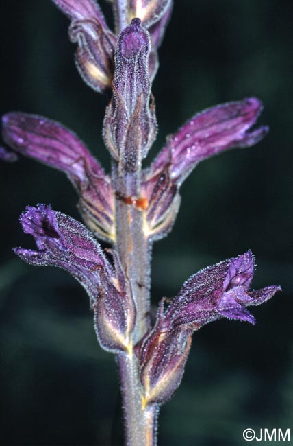 Phelipanche purpurea subsp. millefolii