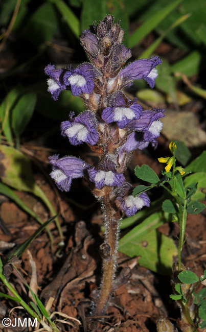 Phelipanche ramosa