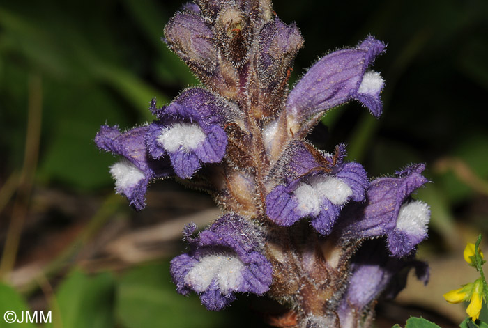 Phelipanche ramosa